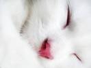 white-cat-face-wallpapers_11098_1280x960[1]
