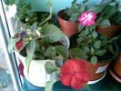 impatiens