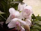 cymbidium