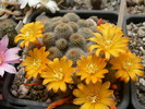 rebutia_fabrisi_v.aureiflora