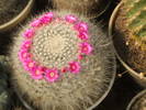 Mammilaria hahniana