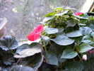 IMPATIENS