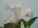 Gloxinia alba cu margine roz 4