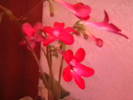 IMGA0439