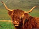 bull