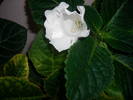 Gloxinie alba