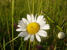 nature (72)