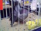 IMG0285A