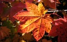 171_morningleaf_1440x900