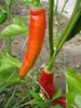 Cayenne Pepper (2009, August 16)