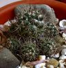 Mammillaria voburnensis
