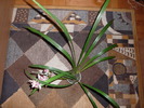 Cymbidium