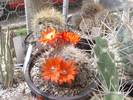 Rebutia rubiginosa Lau 402
