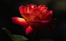 trandafir_rosu_7-1280x800