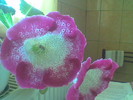 gloxinia