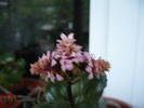 Picture 019