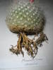 Mammillaria senilis