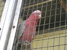 Galah