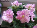 Rosie Ruffles (v) 2009 jun 20