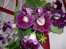 Gloxinia mov