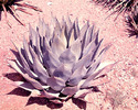 Cactus Painting