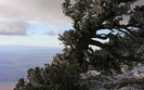 1061_windshapedmountainpine_1440x900