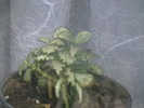 Picture 037