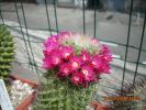 Mammillaria ernestii