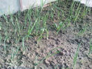 DSC00641