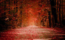 Autumn-Road