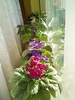 Image0005