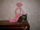 Mitza & Pink Panther 20