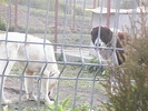 poze 01.05.2009 171