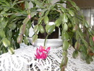 DSCN4054