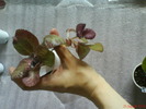 Episcia Kempenfest