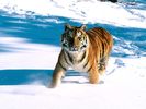 Majestic Grace, Siberian Tiger