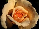 ArtRose