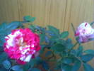 28-09-08_100019
