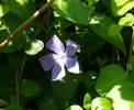 Vinca