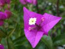 bougainvillea