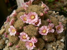 mammillaria_schiedeana_ssp.giselae_08.1