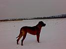TOSA INU female 15 months