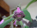 Kohleria Warszewickii 1