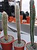 Cleistocactus