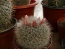 mamillaria leuchanta