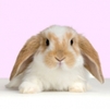 p_lop_rabbit_easter