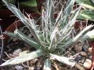 Agave