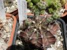 Gymnocalycium mihanovichii v. friedrichii