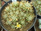 Dolichothele surculosa