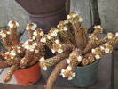 Mammilaria elongata anguinea